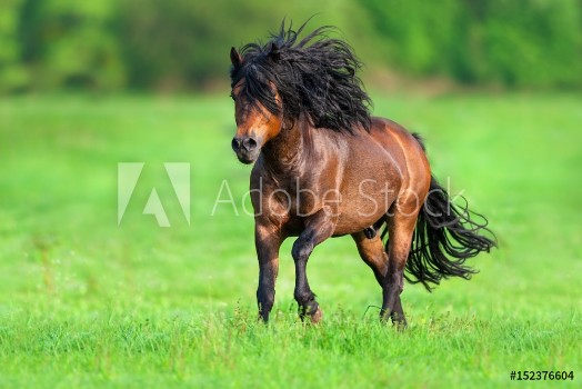 Picture of Beautiful bay stallion with long black mane run gallop on spring meadow